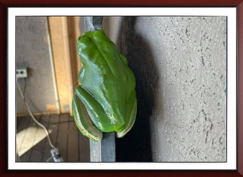 FRAMED FROGS, FROG, NATURE, FRAMED HD wallpaper