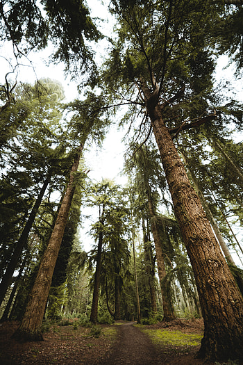 Nature, Trees, Pine, Path HD phone wallpaper