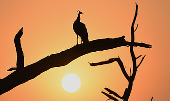 Sunset, Dark, Silhouette, Bird, Branch, Peacock HD wallpaper