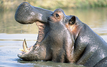 Background , High definition, Hippo HD wallpaper