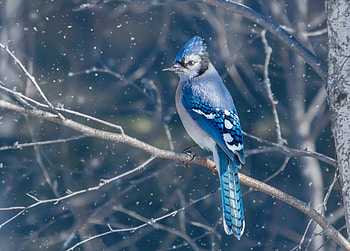 Blue Jay Bird , blue-jay, birds, animals HD wallpaper