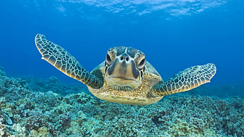 Turtle, turtle, animals HD wallpaper
