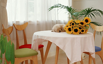 Animals, Sunflowers, Table, Puppy HD wallpaper