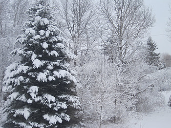 snowy, white, plants, snow, trees, nature, nice HD wallpaper