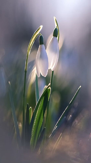 Flowers, spring HD phone wallpaper