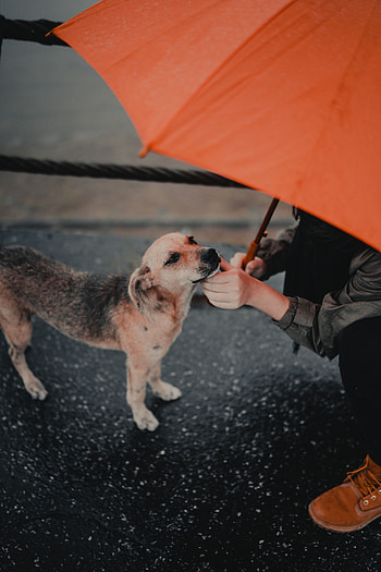 Miscellanea, Miscellaneous, Dog, Pet, Human, Person, Umbrella, Street HD phone wallpaper