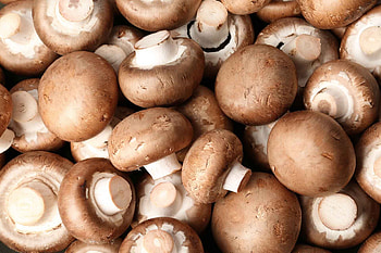Mushroom encyclopedia, Real food, Foodprint, Sustainable eating HD wallpaper