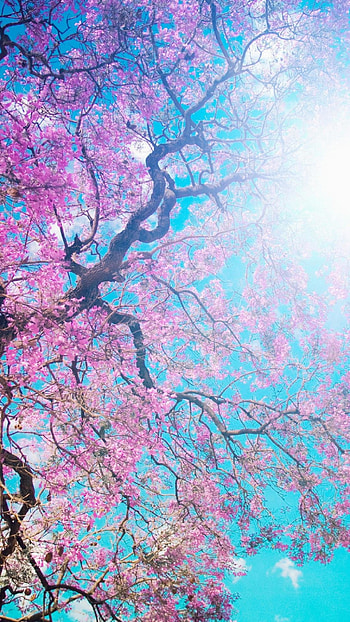 .wiki-Cherry-Blossom----PIC- HD phone wallpaper