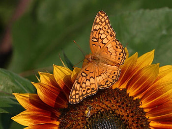 Always a charming couple , wonderful, sunflower, butterfly, bright, couple, autumn, always, sun, beautiful, summer, charming, light, love, green, yellow, nature, flowers, forever HD wallpaper