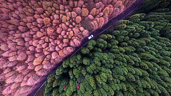 Colorful Forest Aeiral View, nature, forest, colorful HD wallpaper