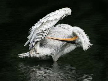 Pelican, wild life, bird, water, zoo HD wallpaper