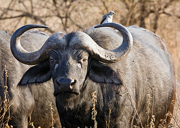 African Buffalo, animal, african, nature, buffalo HD wallpaper