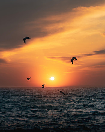 Sea, Nature, Birds, Sunset, Sun, Horizon HD phone wallpaper