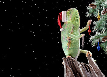 :D, black, craciun, chameleon, deco, tree, green, christmas, funny, reptile, santa, hat HD wallpaper