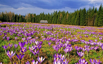 Landscape, Flowers HD wallpaper