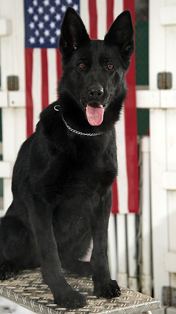 Black Dog, Cute, German Shepherd HD phone wallpaper