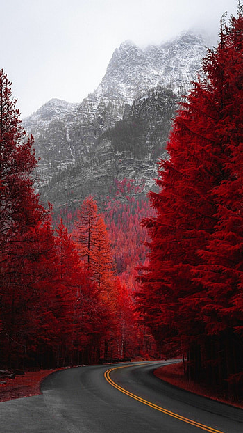 Pine trees, Majestic splendor, Nature's art, Zoey Thompson's vision HD phone wallpaper