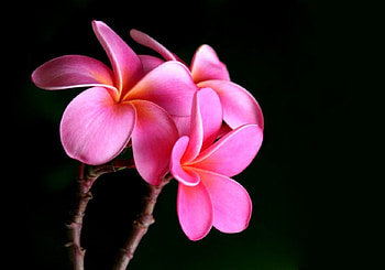 Plumeria for Adi, plumeria, pink, flower, pink flower, flowers, pink flowers, pink plumeria HD wallpaper