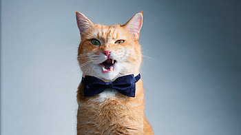 Cat With Bow, cat, animals, funny HD wallpaper
