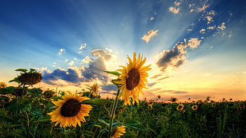 Plants, Flowers, Sunset, Sunflowers HD wallpaper