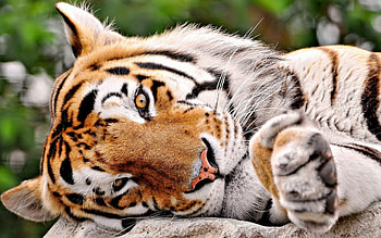 Animals, Muzzle, Big Cat, Tiger, Paw HD wallpaper