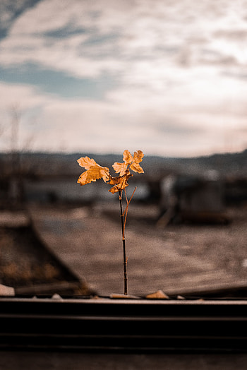 Autumn, Leaves, Macro, Blur, Smooth, Branch HD phone wallpaper