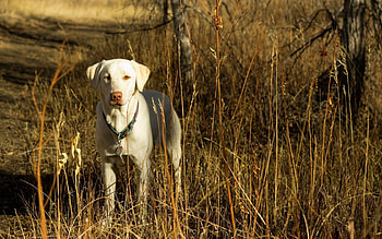 Animals, Grass, Autumn, Dog, Field, Friend HD wallpaper