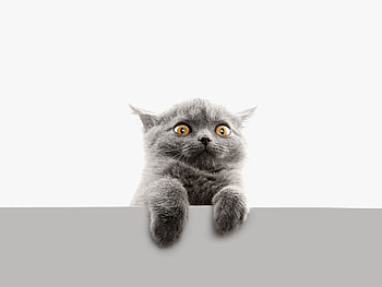 :D, kitten, animal, grey, cat, pisica, scared, face, funny, paw HD wallpaper