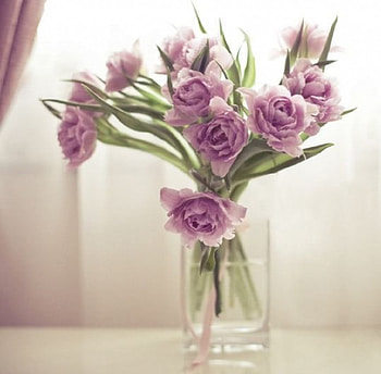 purple peonies, purple, still life, flowers, peonies HD wallpaper