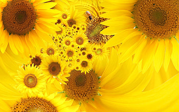 Plants, Flowers, Insects, Sunflowers, Bees HD wallpaper