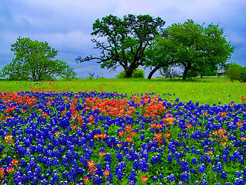 Bluebonnets, colorful, spring, nice, wildflowers, trees, meadow, beautiful, grass, summer, greener, carpet, pretty, field, green, nature, sky, flowers, lovely HD wallpaper