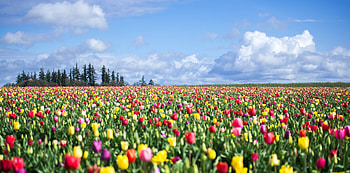 Tulip Meadow: Vibrant Nature’s Bloom Under Blue Skies, nature, tulip HD wallpaper