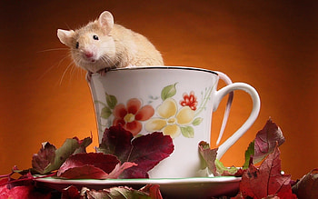 Animals, Rodents HD wallpaper
