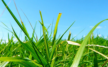 Nature, Grass, Summer, Greens, Brightly, Clear, I See HD wallpaper