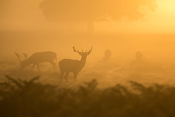 Deer Fog Dusk Sunset , deer, animals, fog, dusk, dawn, sunset HD wallpaper
