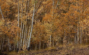 Aspen Tree, Natural beauty, Nature's wonderland, Tranquil scenes HD wallpaper