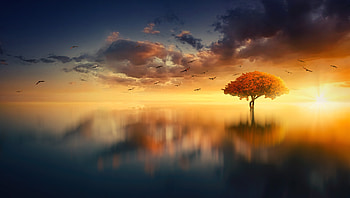 Beautiful Morning , morning, tree, artist, artwork, digital-art, birds HD wallpaper