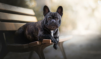 Bench, Bulldog HD wallpaper