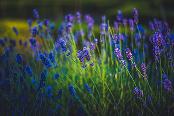 Lavender, Flowers, Spring, Grass, Bloom, Flowering HD wallpaper