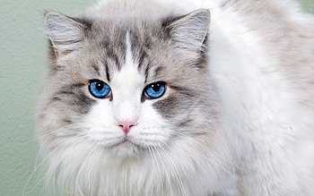 Animals, Cat, Fluffy, Muzzle, Sweetheart, Nice, Blue Eyed, Blue-Eyed HD wallpaper