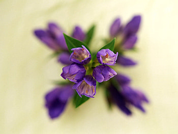 Flowers, Plant, Macro, Petals, Bloom, Flowering, Stem, Stalk HD wallpaper