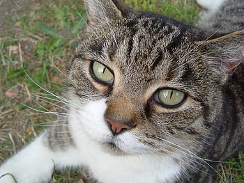Beautiful Cat, pussy, cat, puss, tiger HD wallpaper