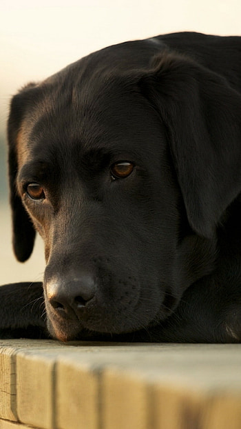 Labrador dog, , Animals page, Stunning beauty HD phone wallpaper