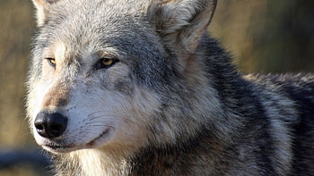 Gray Wolf, Wolf , Top , Backgrounds HD wallpaper