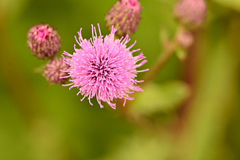 Bustling Nature, macro nature, beautiful nature, macro flower, macro HD wallpaper