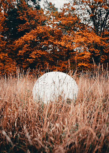 Nature, Trees, Grass, Ball HD phone wallpaper
