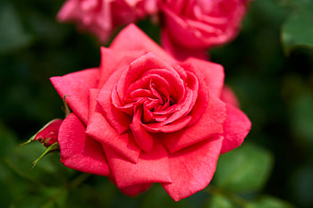 Roses, Bud, Macro, Petals, Rose HD wallpaper