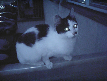 catching bird, night, cats, hunt, animals HD wallpaper