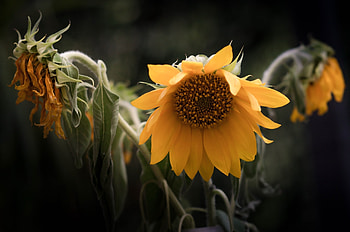 Bloom, portrait of sunflower, nature HD wallpaper