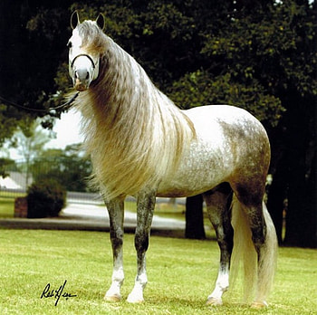 Loreal First Award:), spanish, andalusian, horses, grey, iberian HD wallpaper